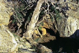 Eingang zur Höhle